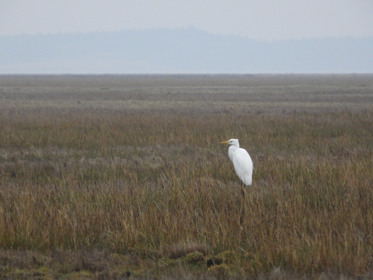 Great Egret - ML646527275