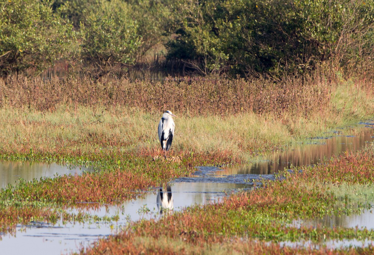 Koartza hauskara - ML646527276