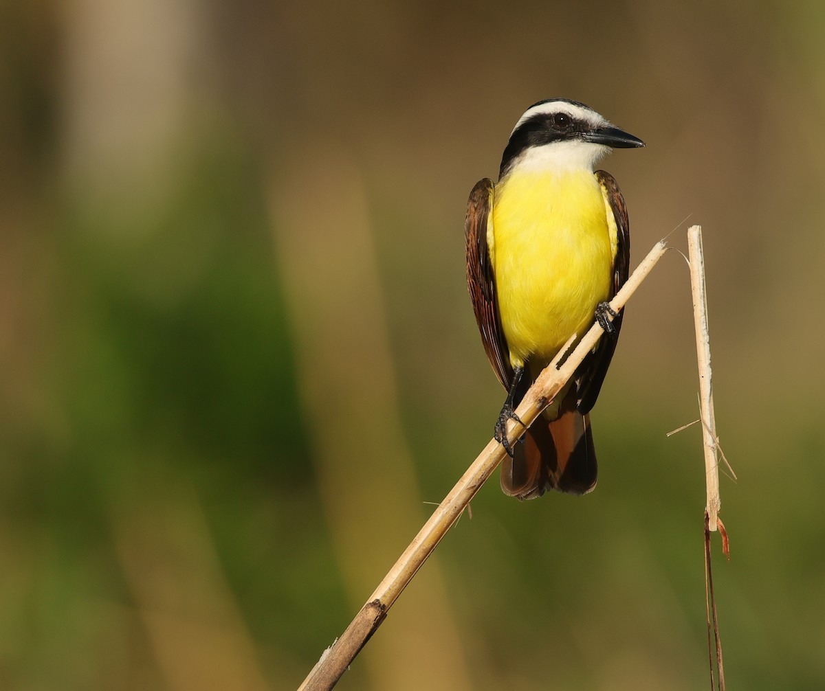 Great Kiskadee - ML646527278