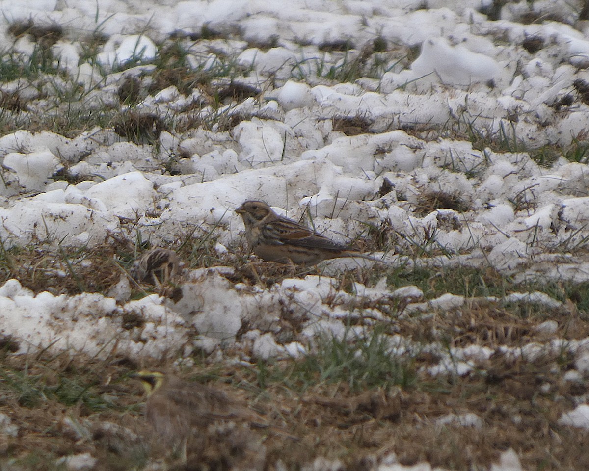 lappspurv - ML646527280