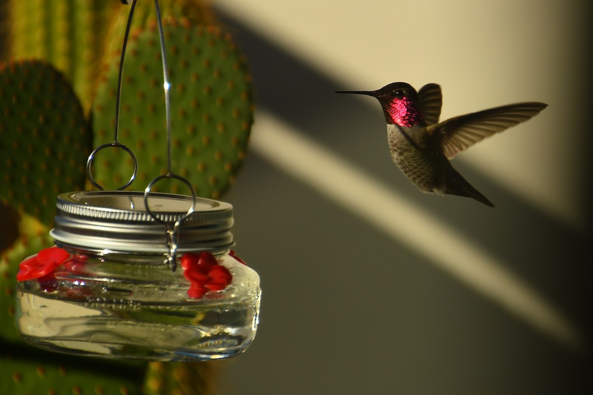 Colibri d'Anna - ML646527281