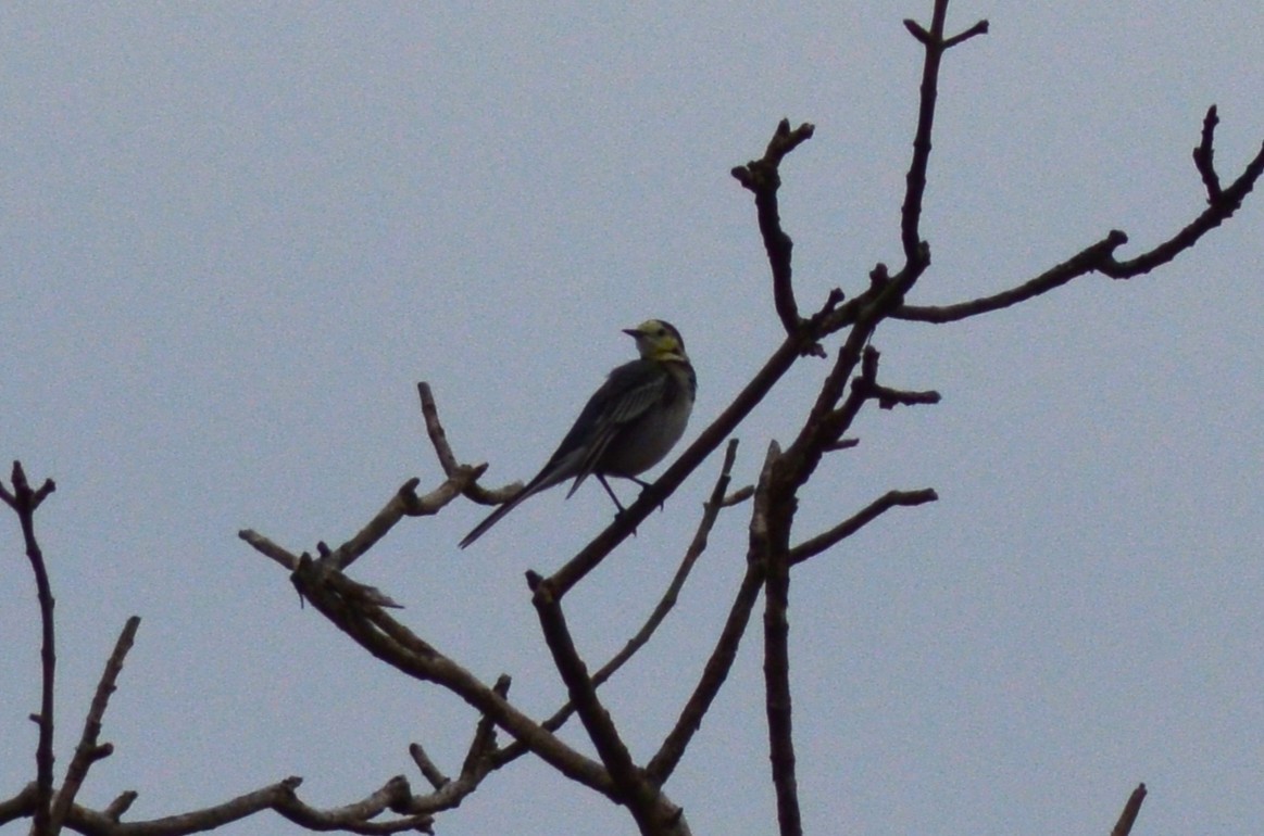 ハクセキレイ - ML646527282