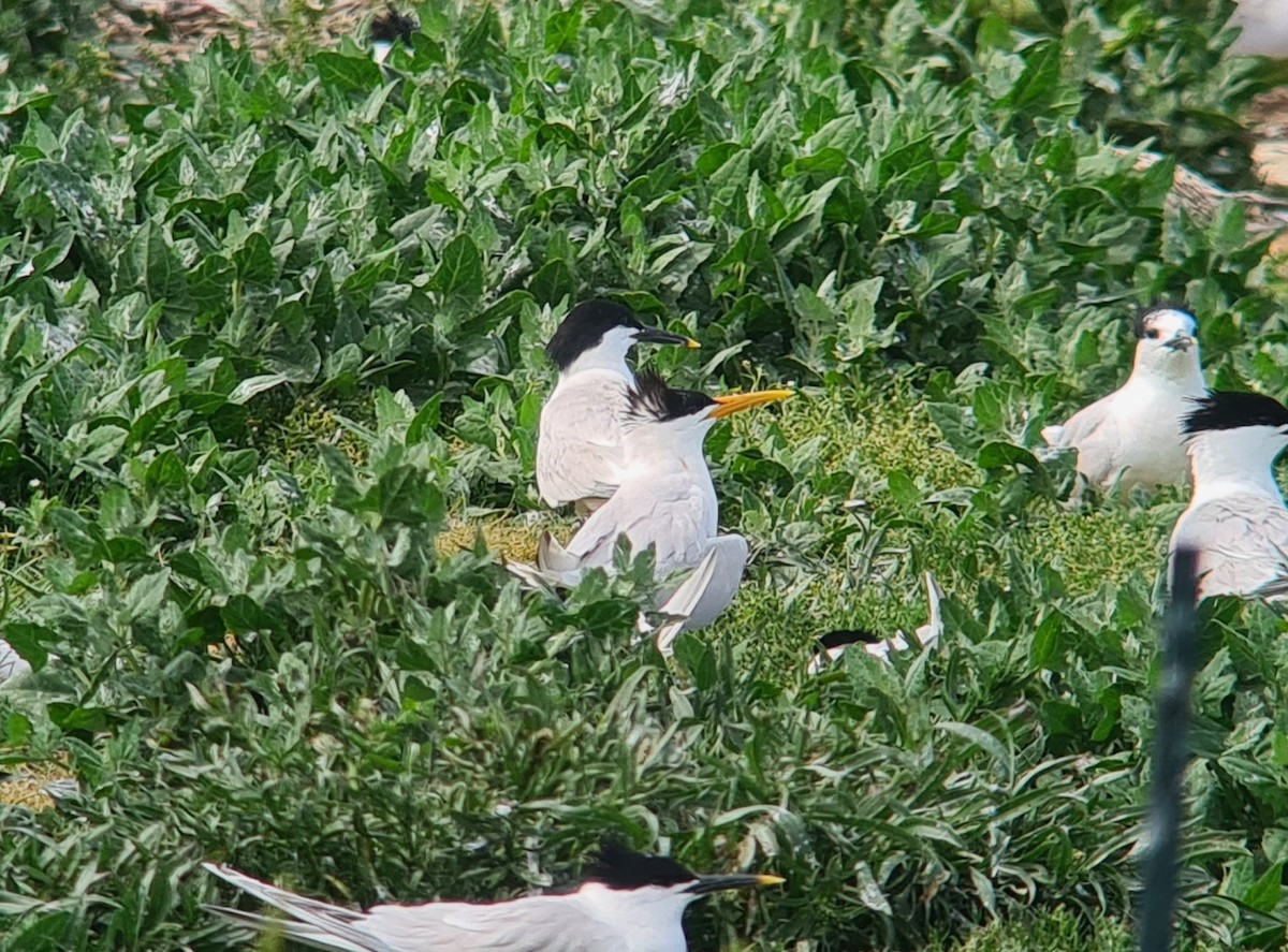 Elegant Tern - ML646527283