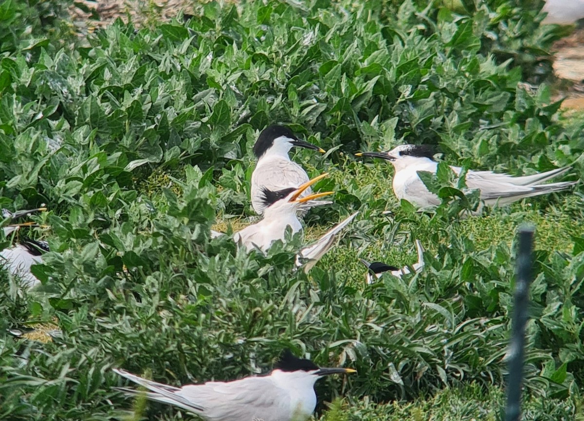 Elegant Tern - ML646527284