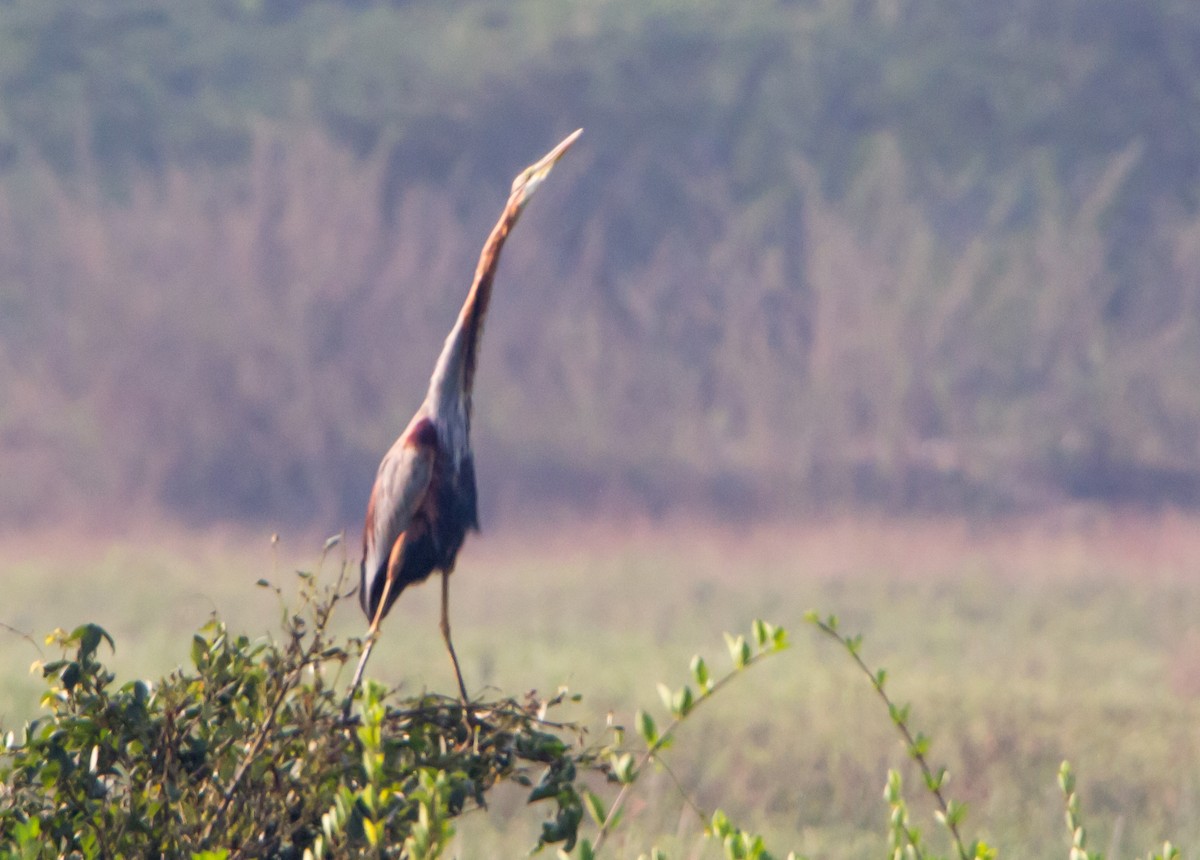 Koartza gorria - ML646527285