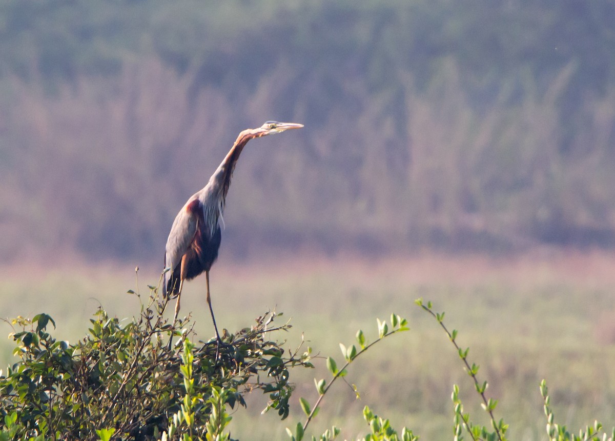 Koartza gorria - ML646527286