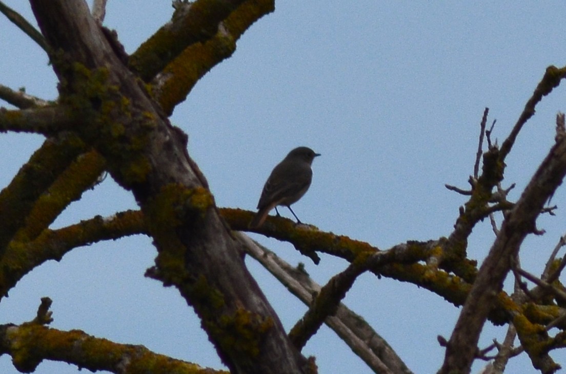 クロジョウビタキ - ML646527288