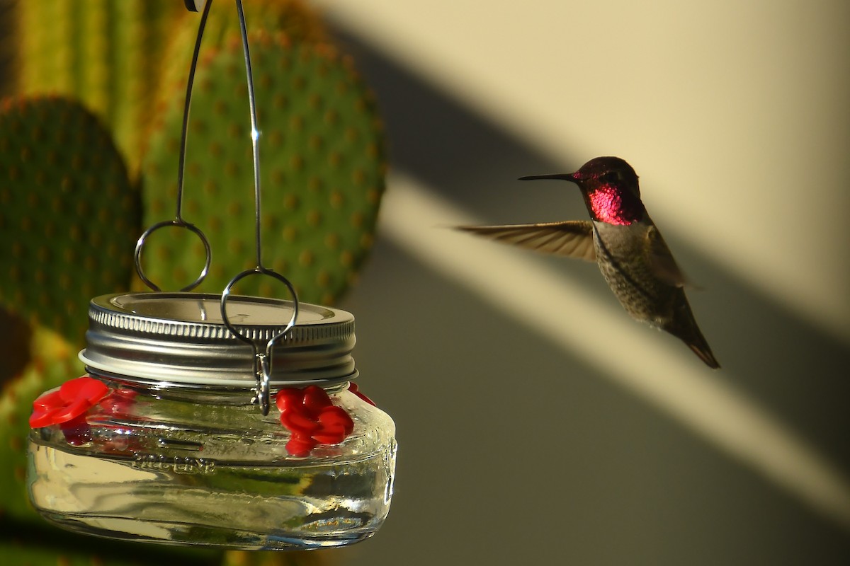 Colibri d'Anna - ML646527299