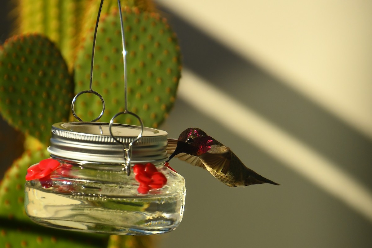 Colibri d'Anna - ML646527300