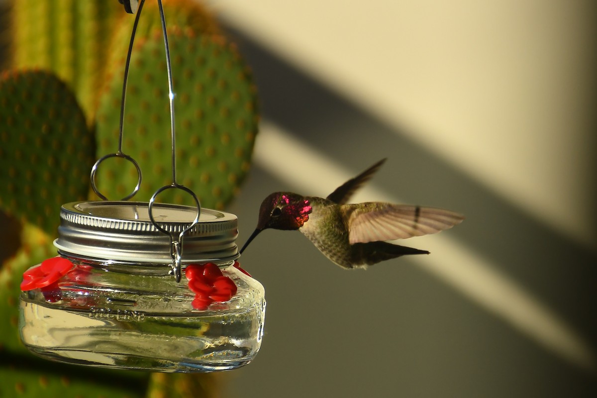 Colibri d'Anna - ML646527301