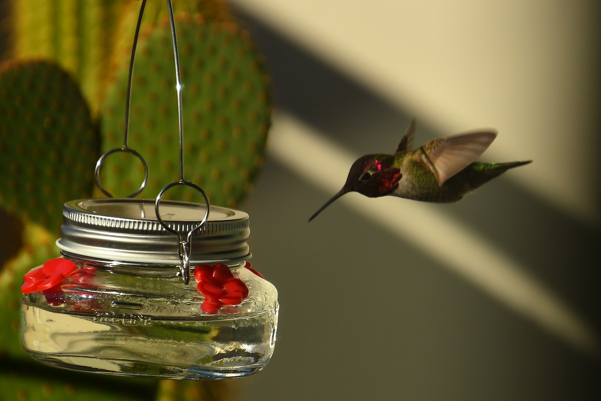 Colibri d'Anna - ML646527302