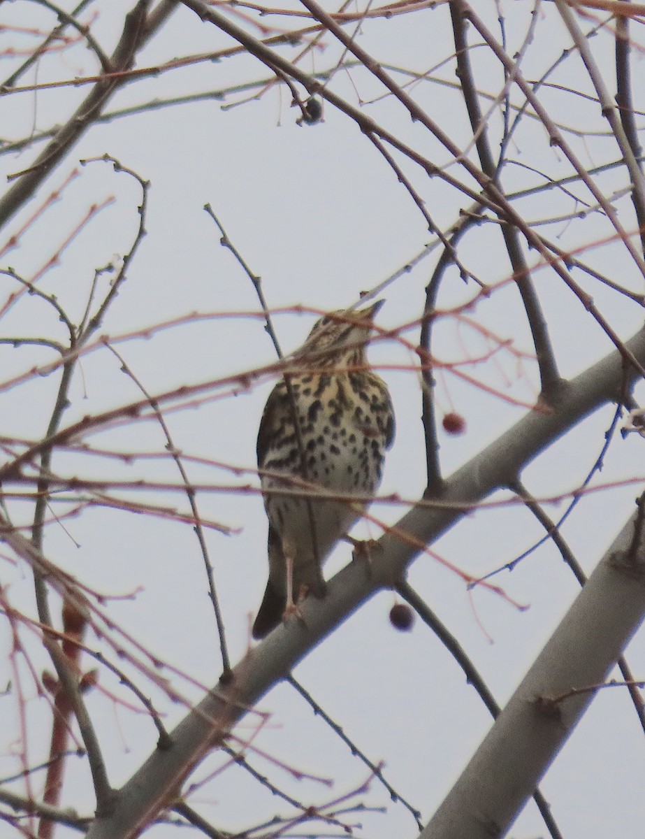 Дууч хөөндэй - ML646527304