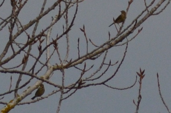 マキバタヒバリ - ML646527308