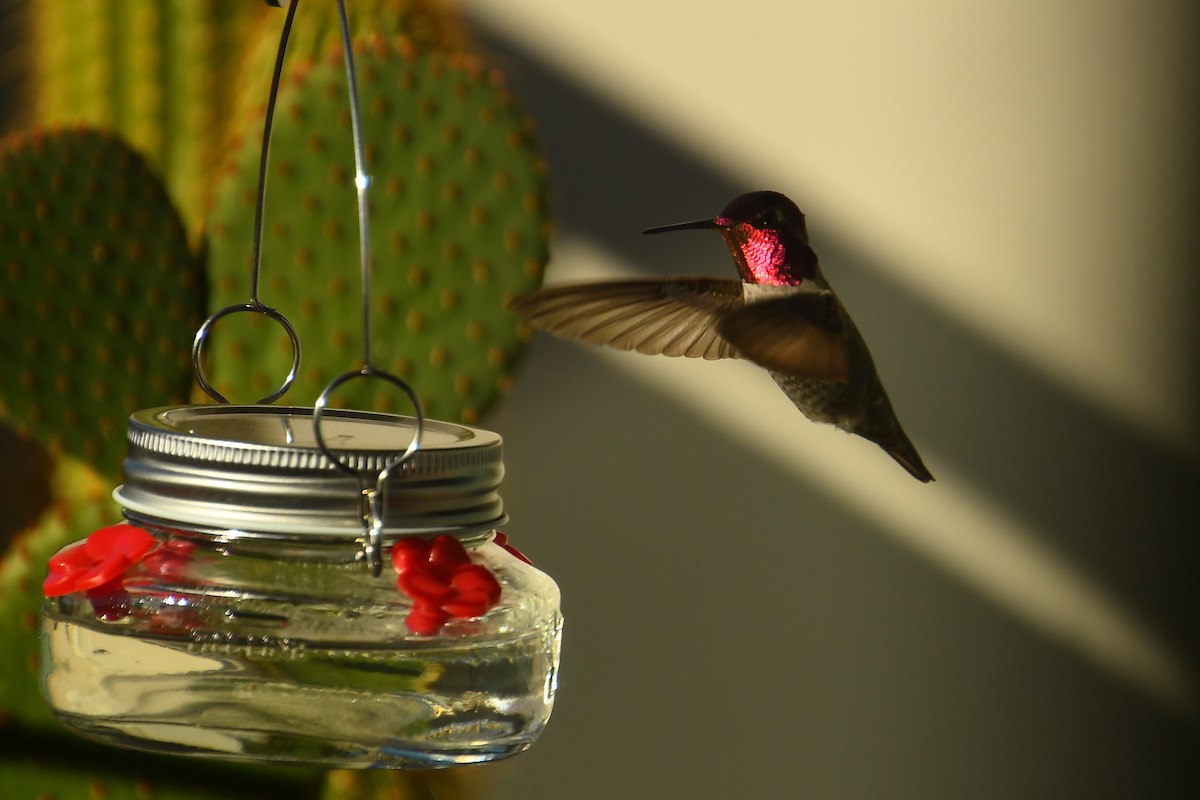 Colibri d'Anna - ML646527309