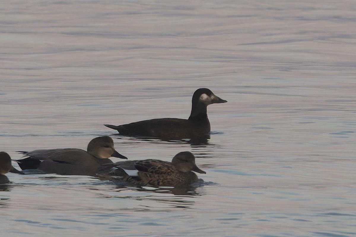White-winged Scoter - ML646527310