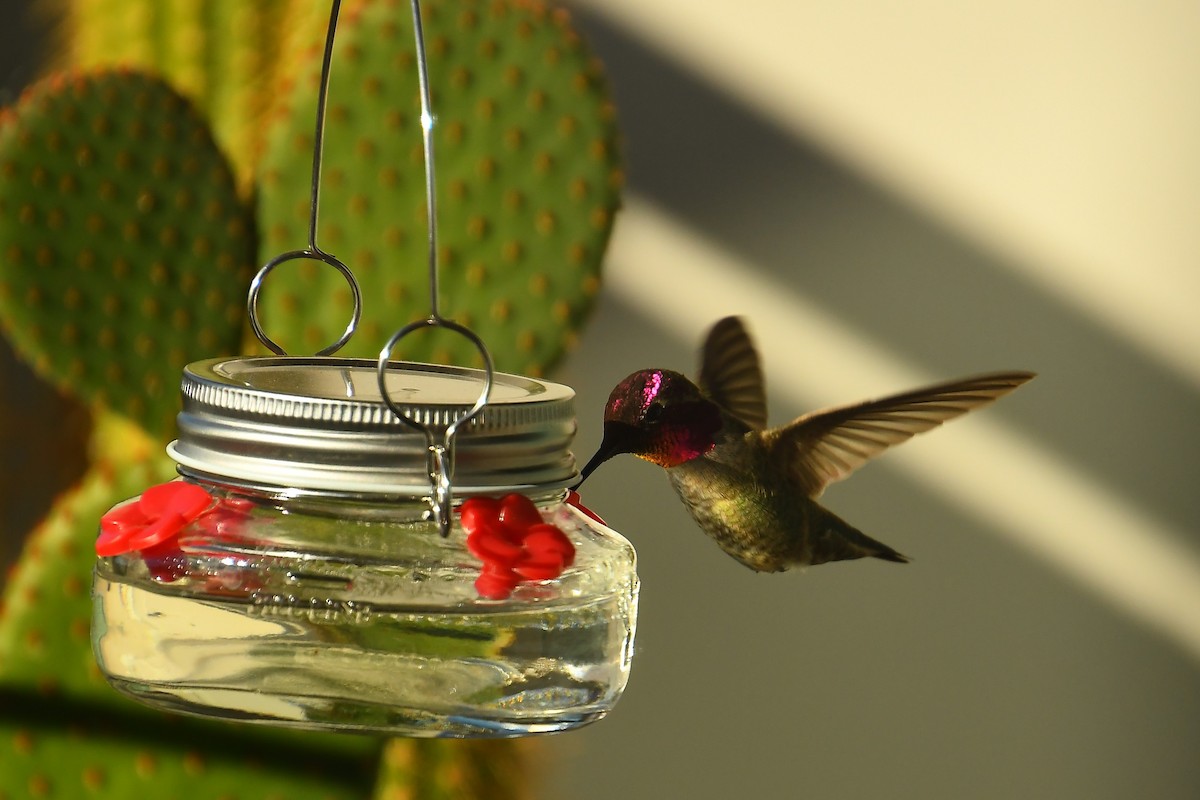 Colibri d'Anna - ML646527312