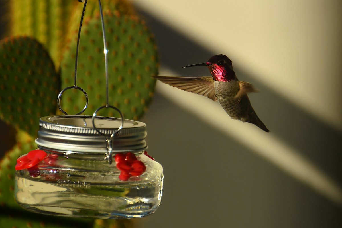 Colibri d'Anna - ML646527313