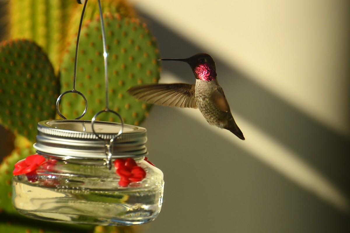 Colibri d'Anna - ML646527314