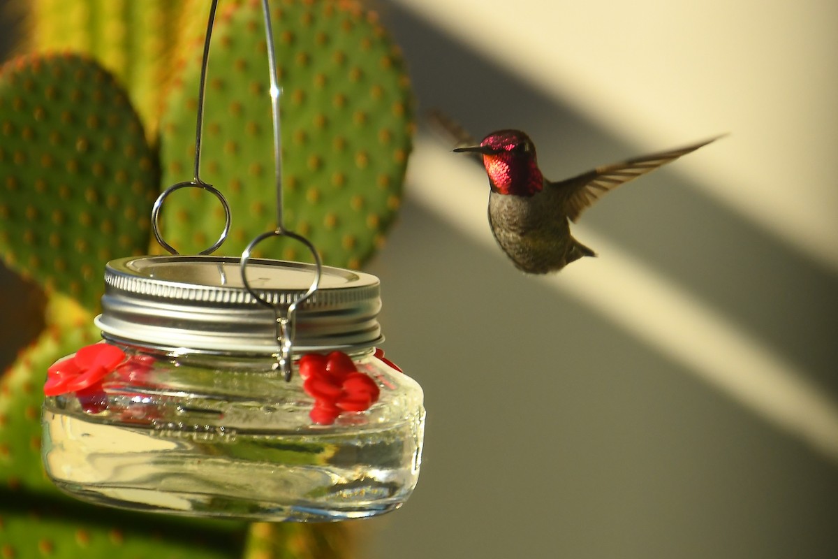 Colibri d'Anna - ML646527315