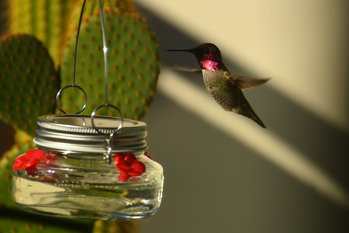 Colibri d'Anna - ML646527316