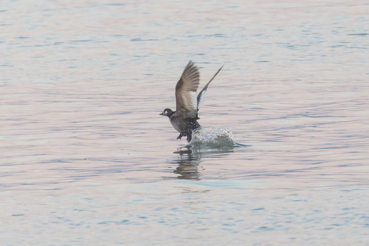White-winged Scoter - ML646527317