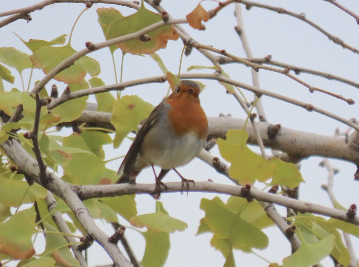 Өрнийн зээрд омруут - ML646527321