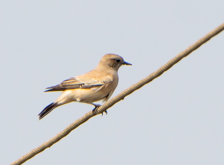 Basamortuko buztanzuria - ML646527323