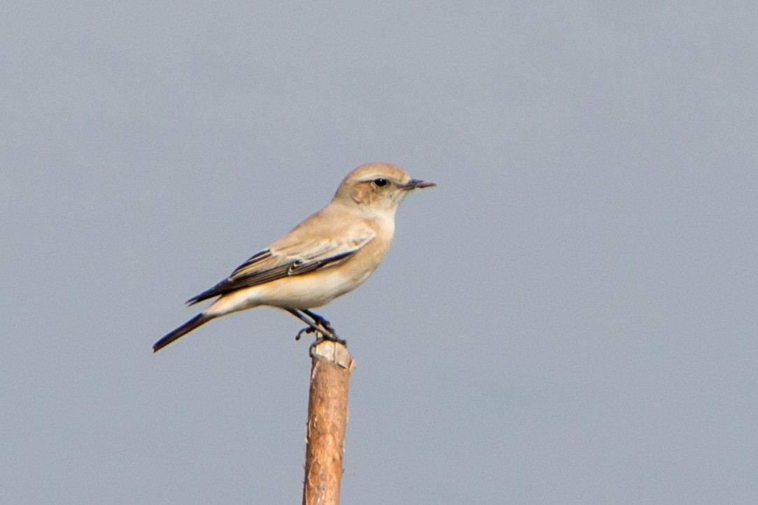 Basamortuko buztanzuria - ML646527324