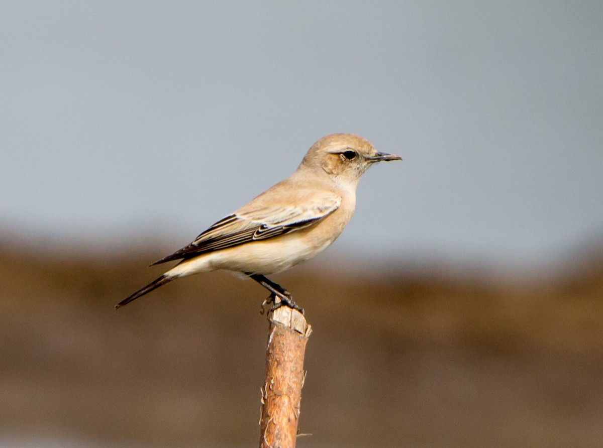 Basamortuko buztanzuria - ML646527325