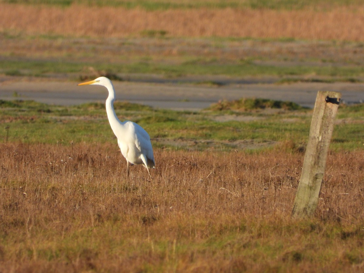 Great Egret - ML646527326
