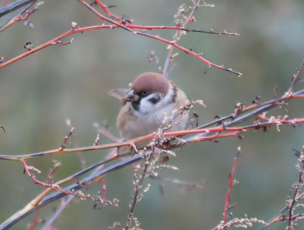 Хээрийн бор шувуу - ML646527328