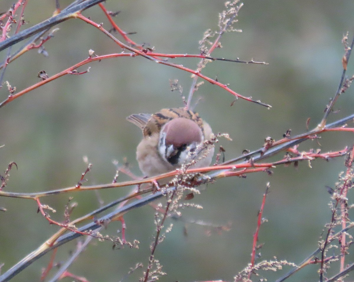Хээрийн бор шувуу - ML646527329