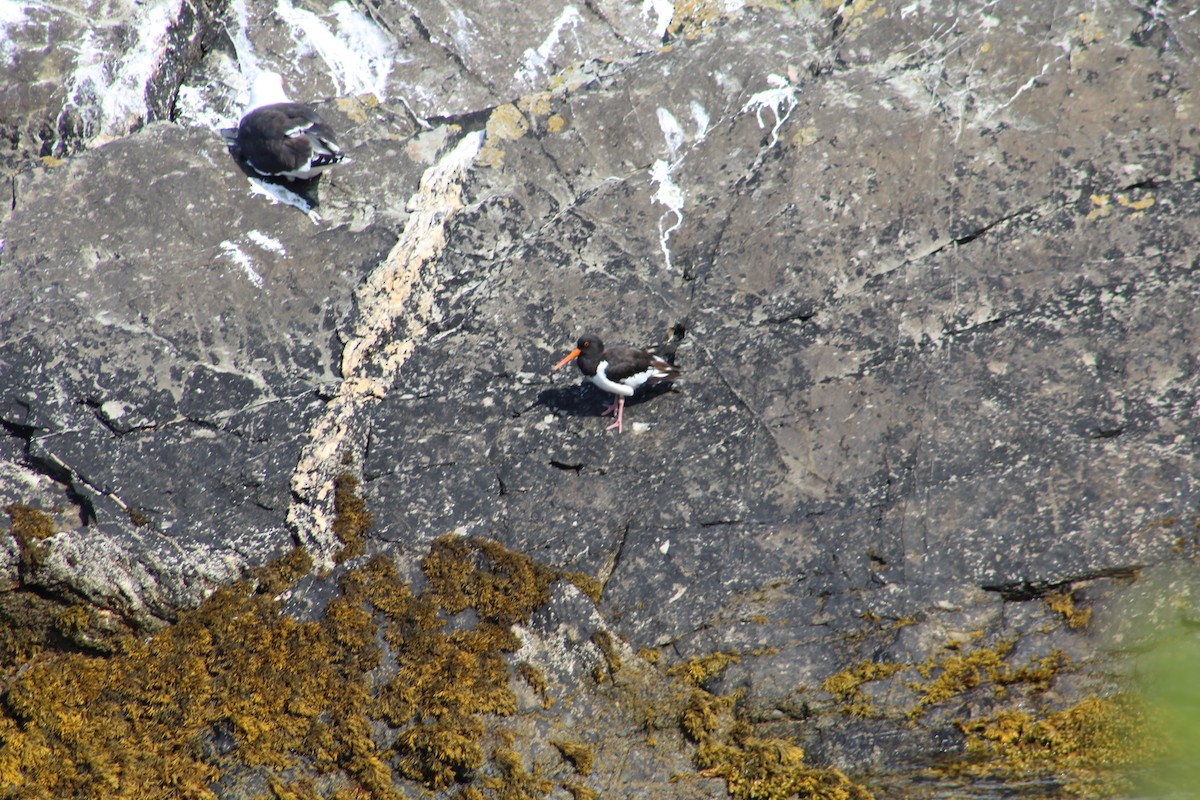 Eurasian Oystercatcher - ML646527331