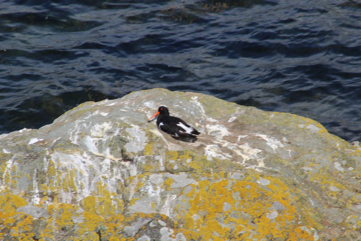 Eurasian Oystercatcher - ML646527334