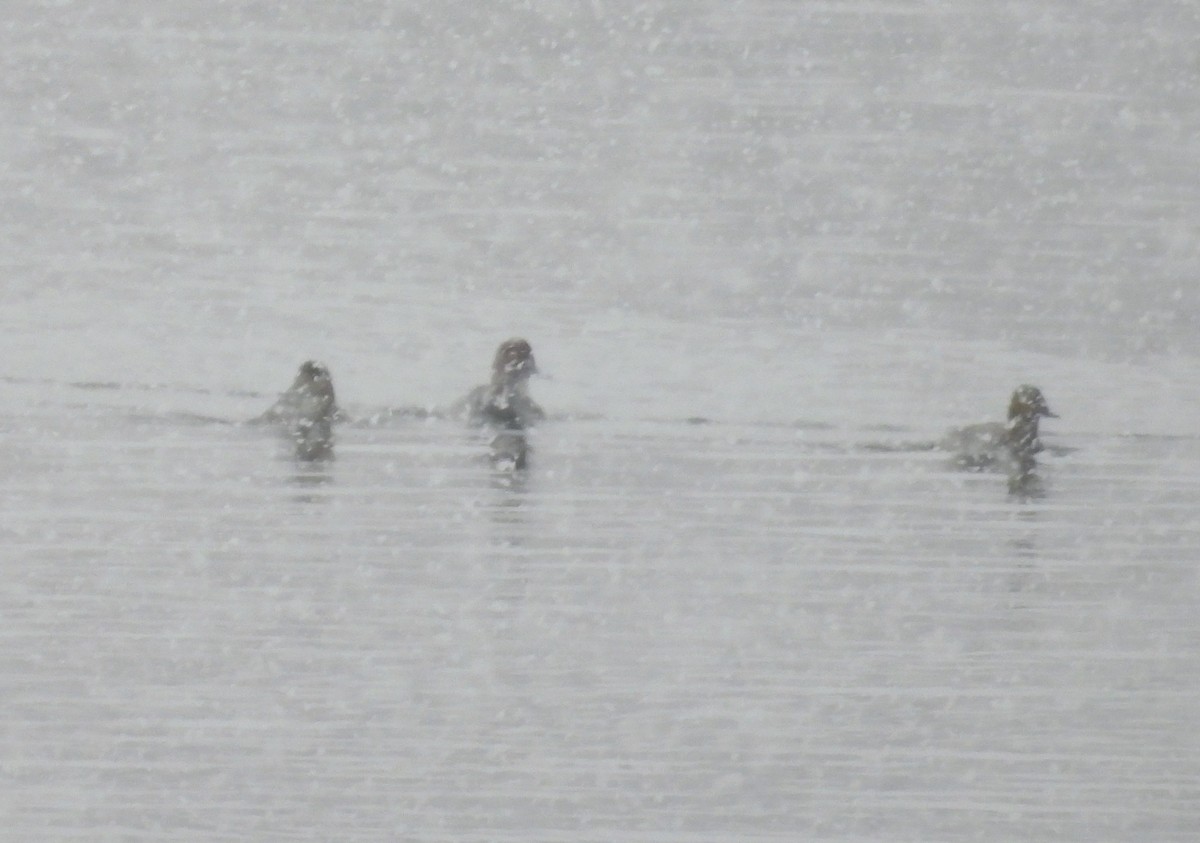 Canvasback - ML646527335