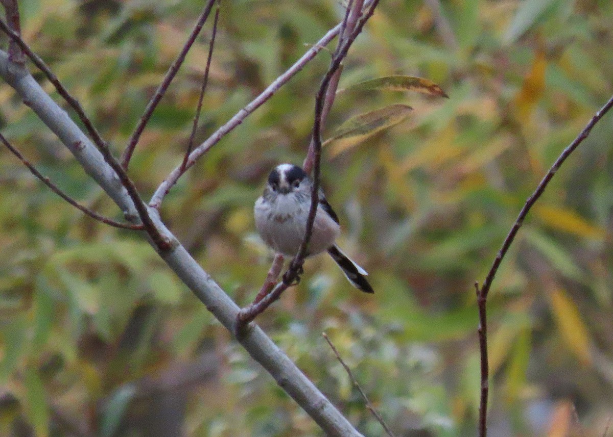 Сүүлт хөх бух - ML646527341