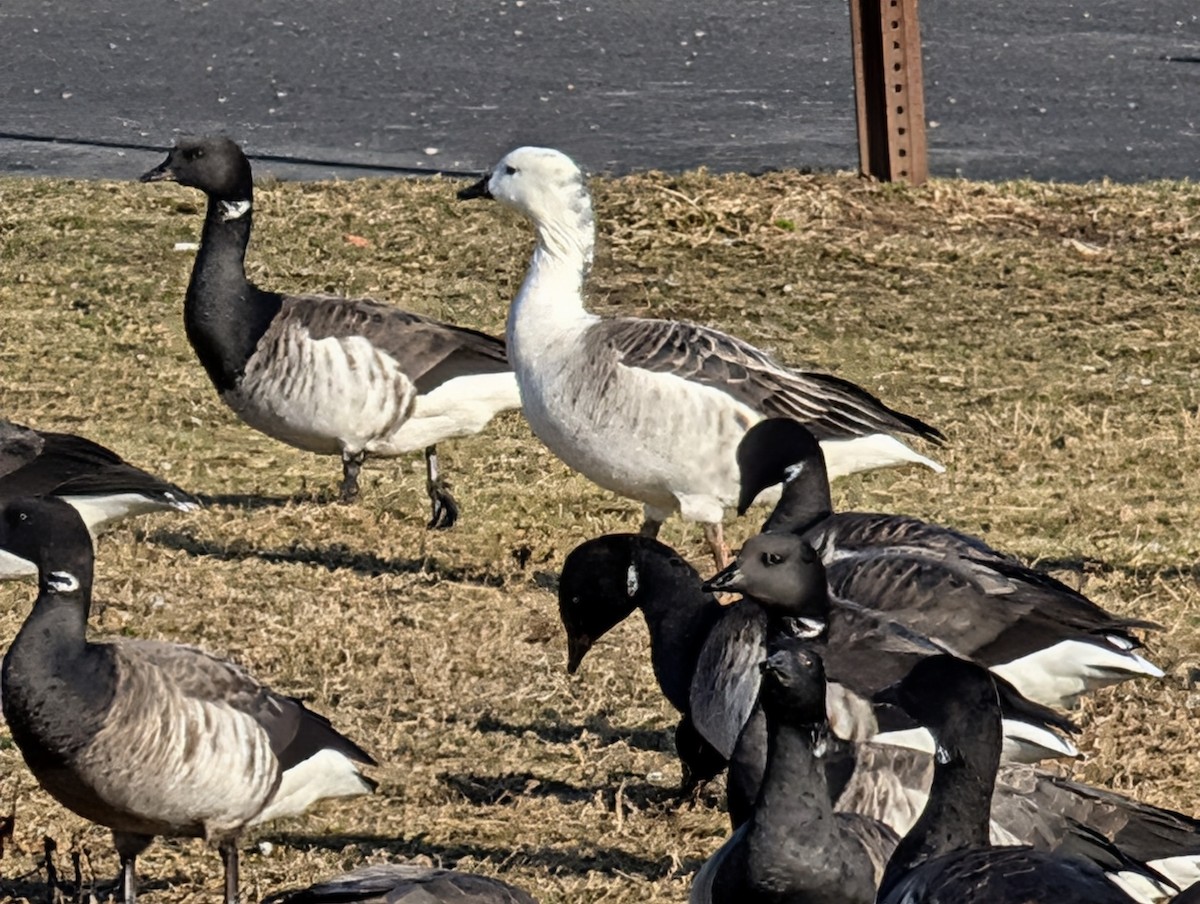 Snow Goose x Brant (hybrid) - ML646527342