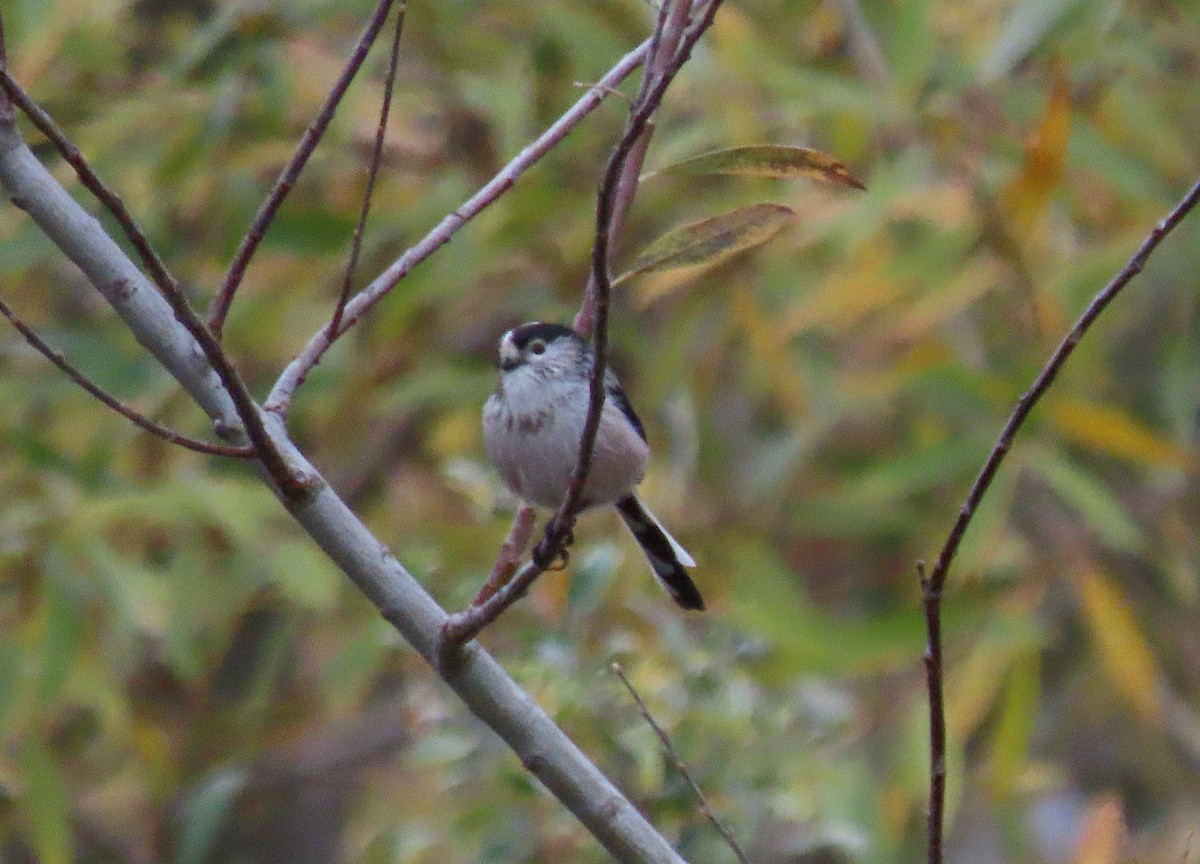 Сүүлт хөх бух - ML646527343