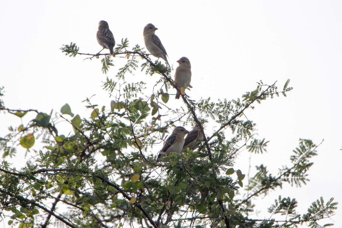 Baya Weaver - ML646527348