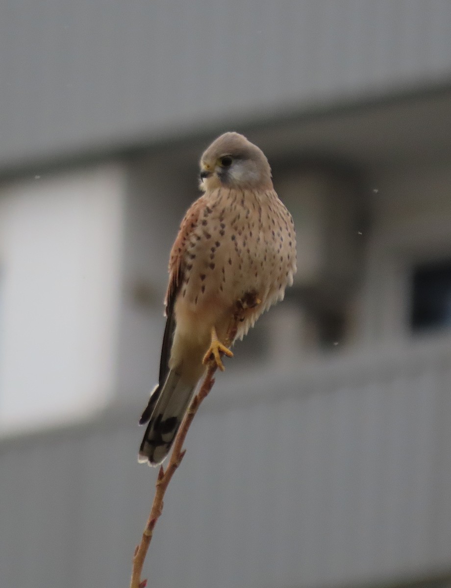 Начин шонхор - ML646527349