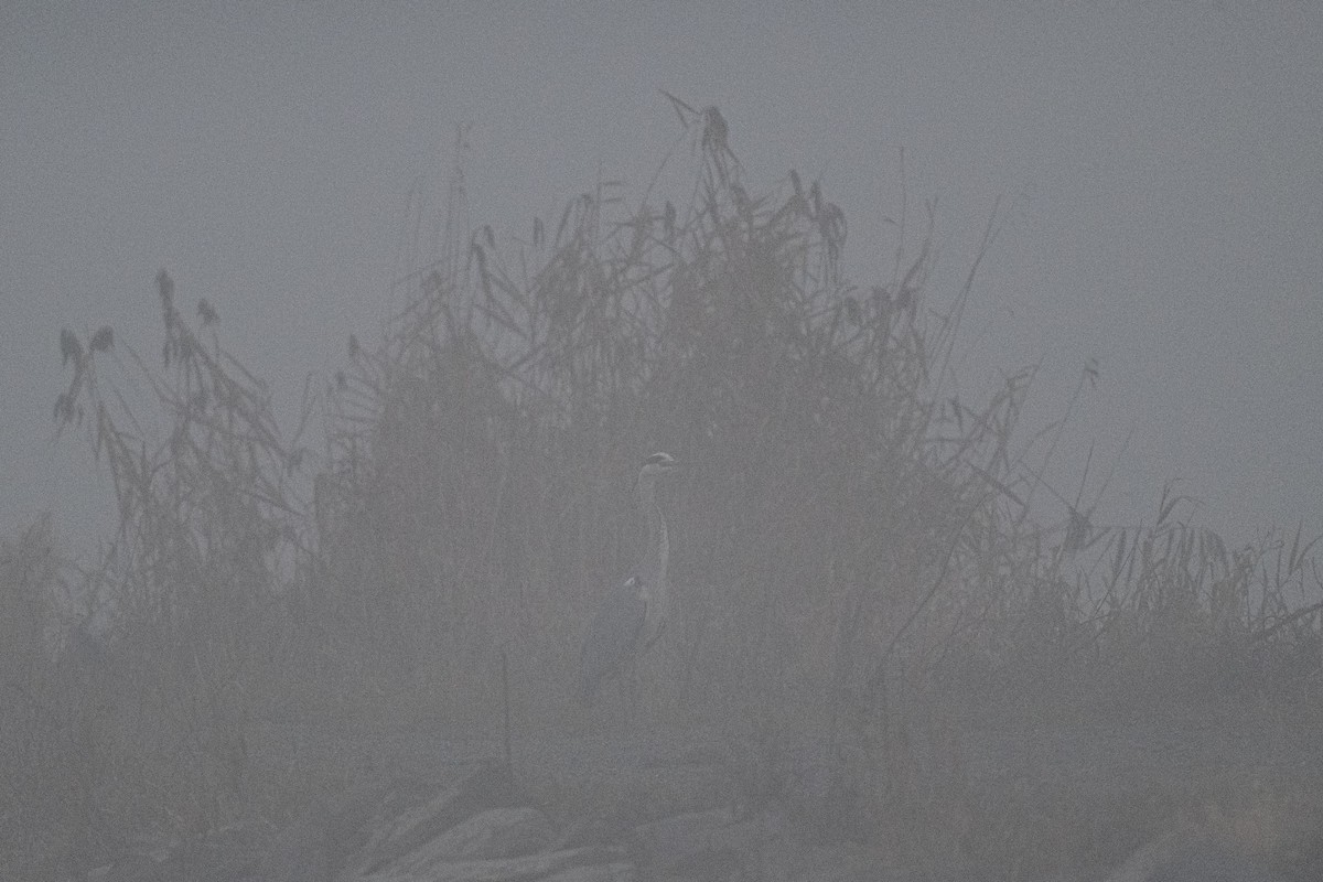 Gray Heron - ML646527350