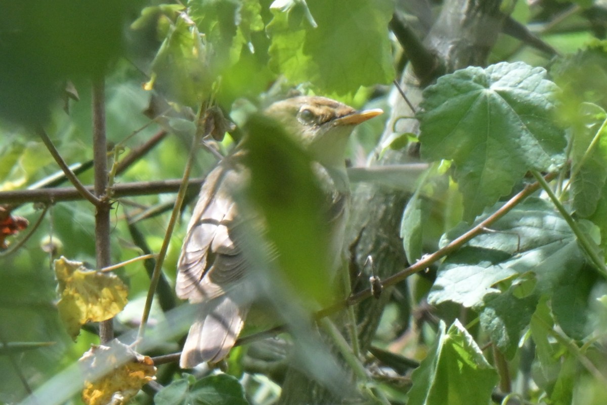 Marsh Warbler - ML646527354