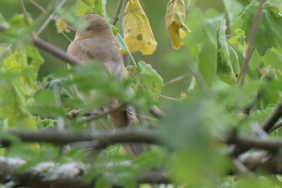 Marsh Warbler - ML646527355