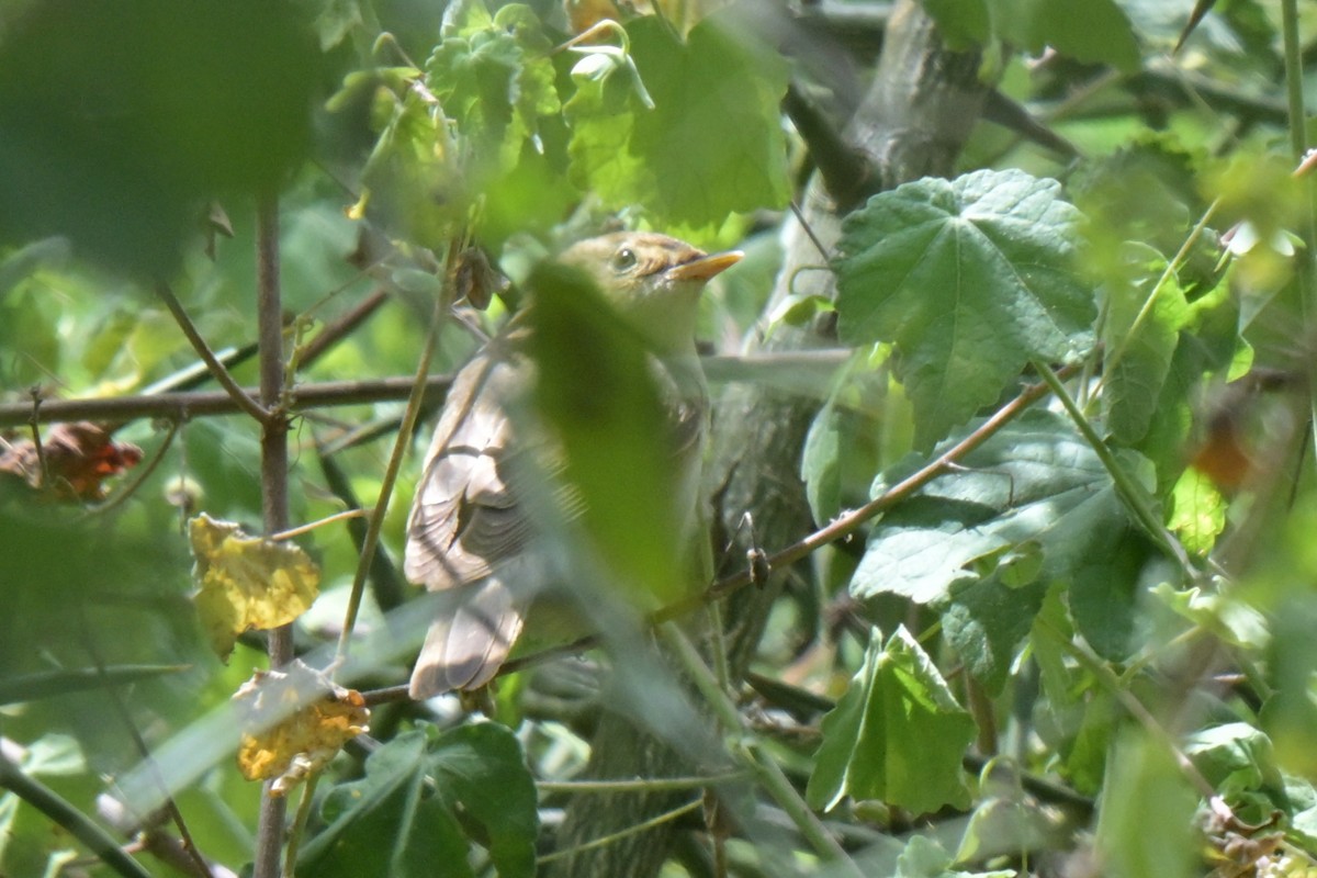 Marsh Warbler - ML646527356
