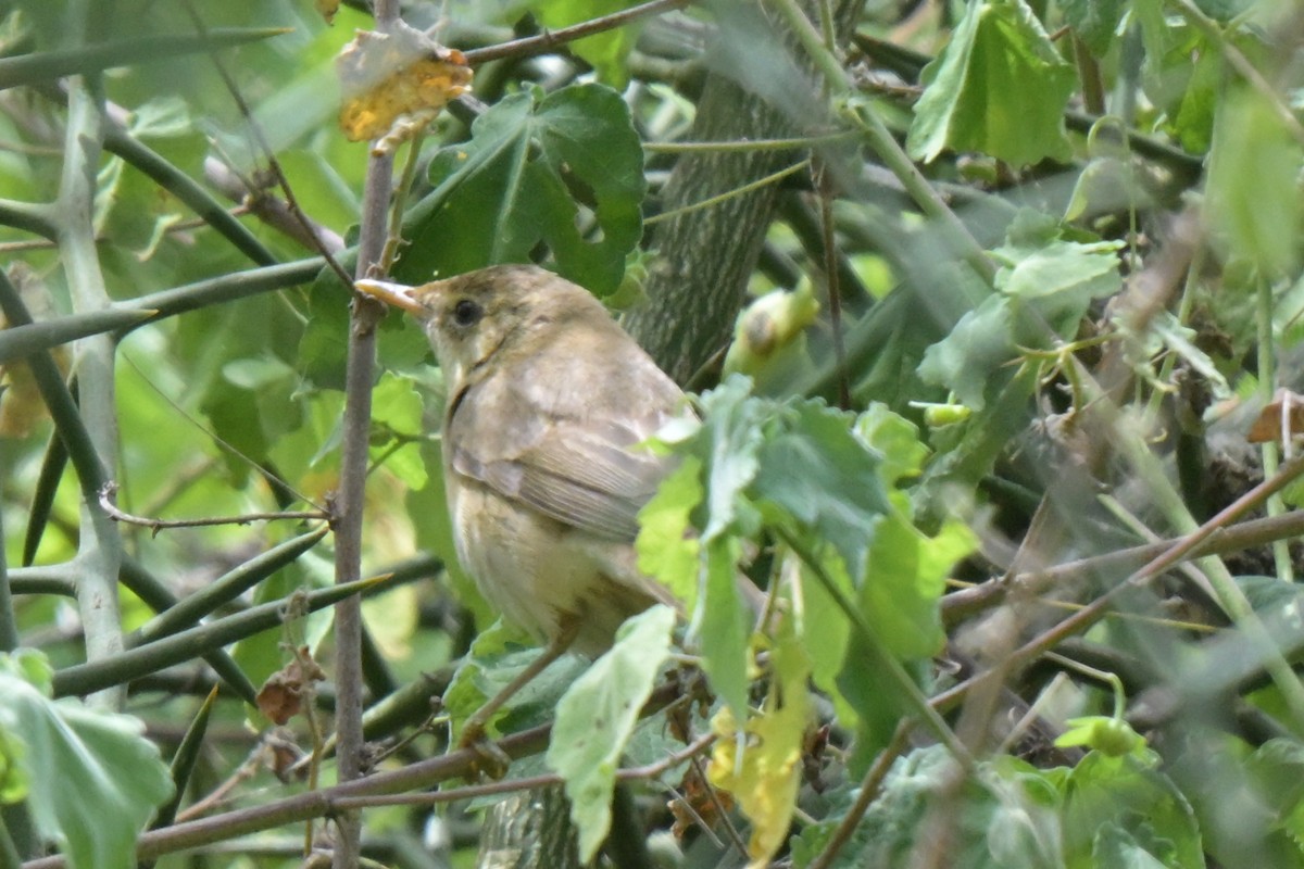 Marsh Warbler - ML646527357