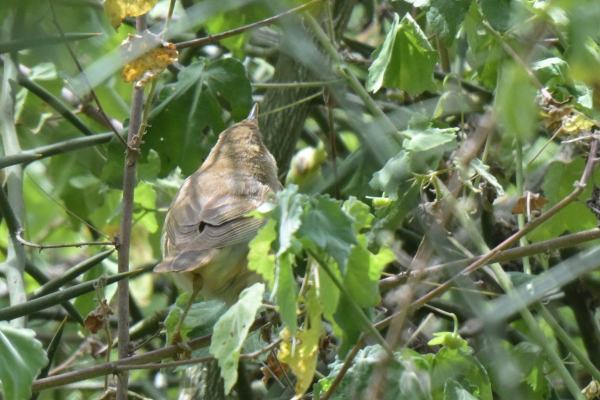 Marsh Warbler - ML646527359
