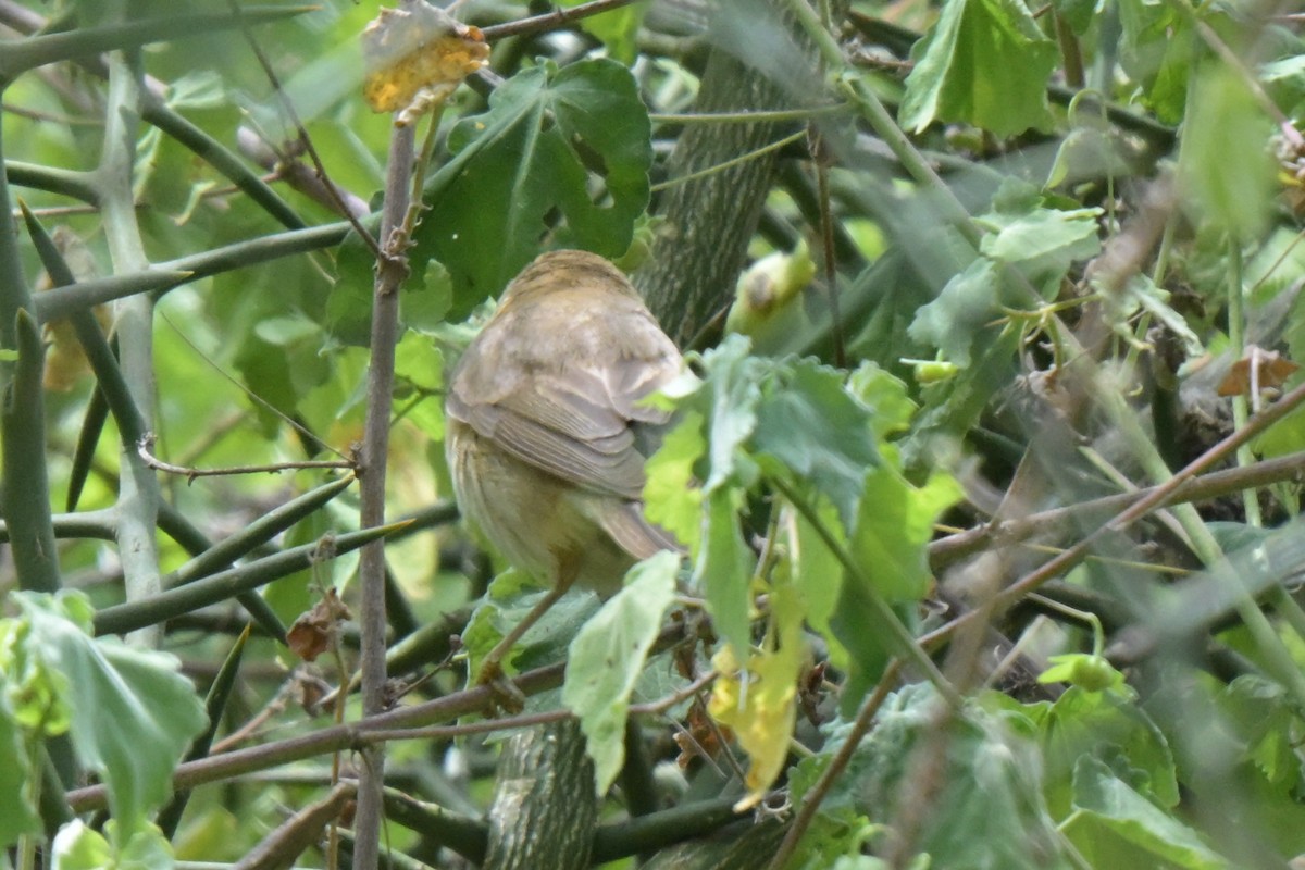 Marsh Warbler - ML646527360