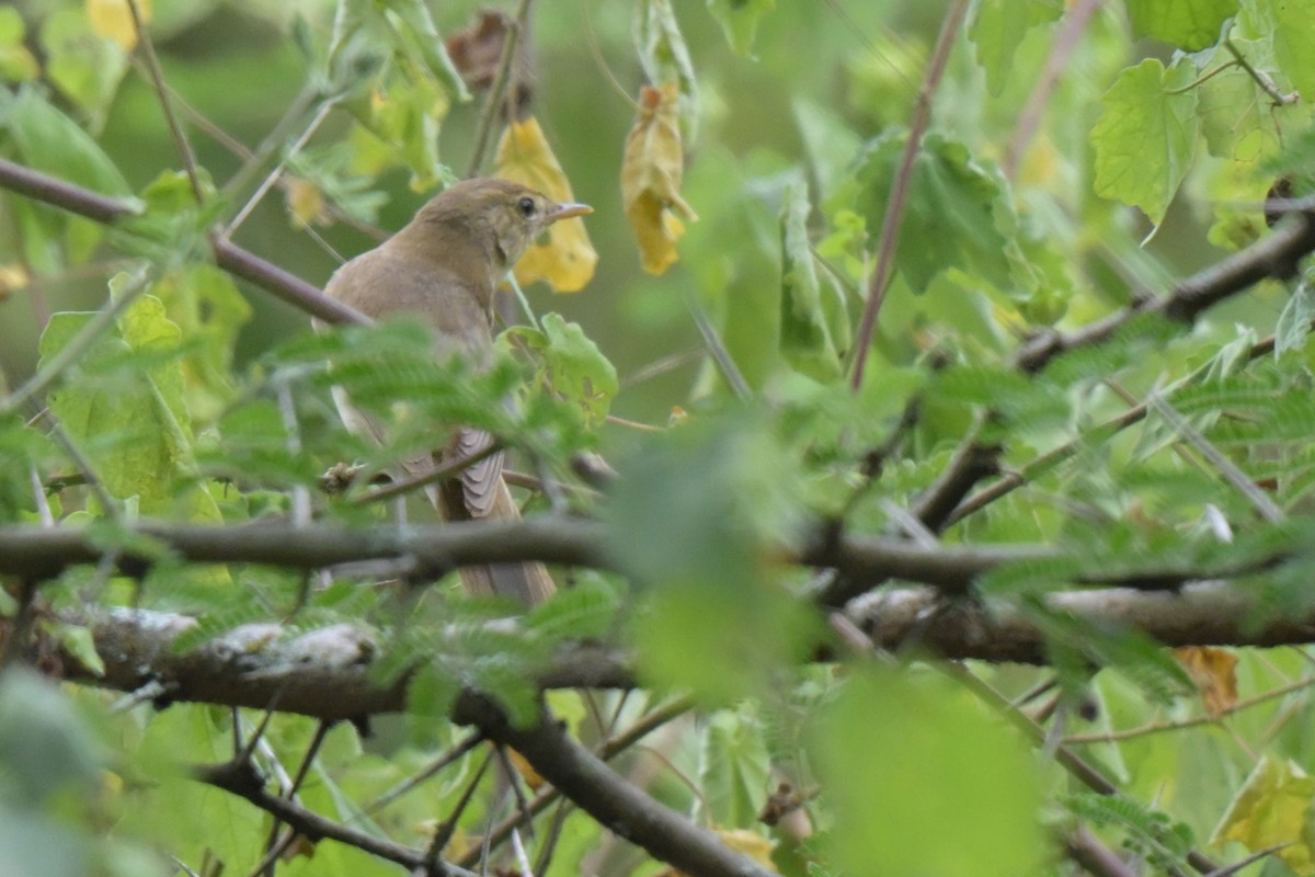 Marsh Warbler - ML646527361
