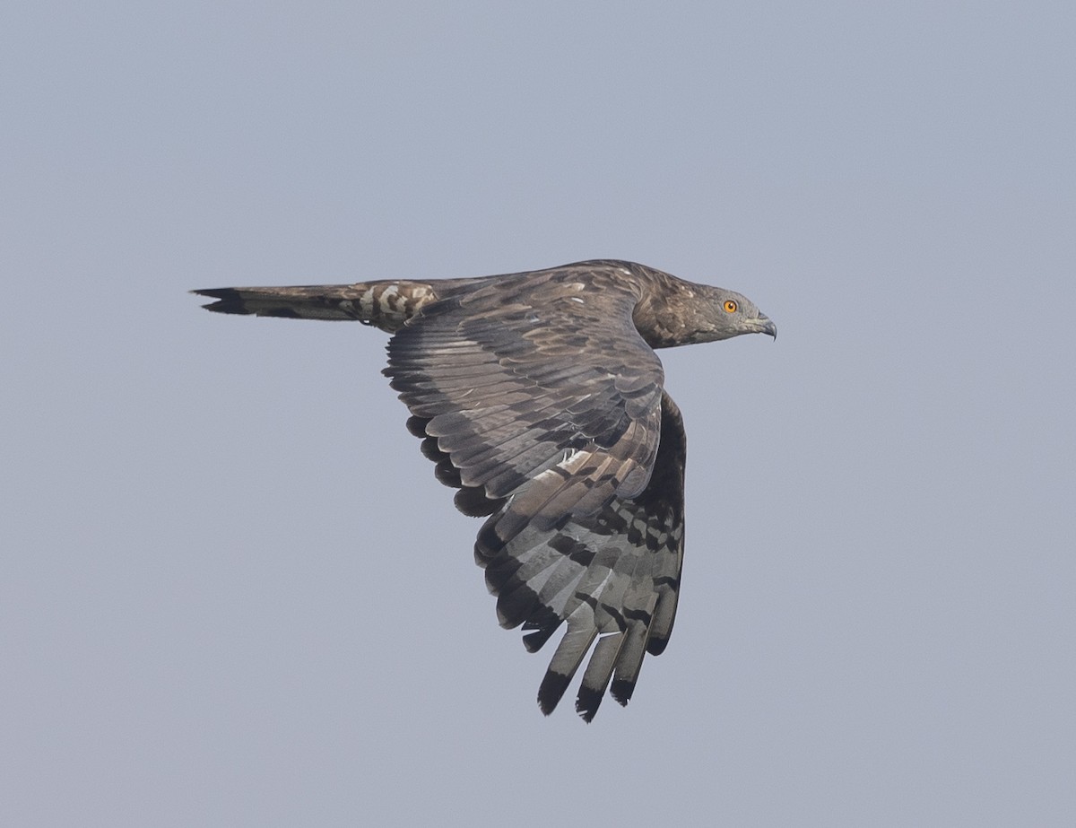 Oriental Honey-buzzard - ML646527362
