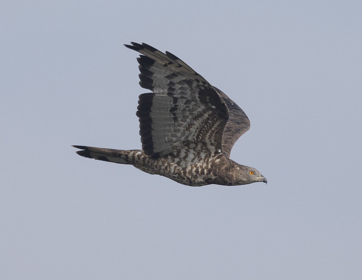 Oriental Honey-buzzard - ML646527363